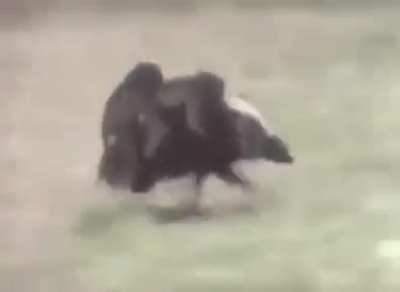 MotoMonkeys Rodeo