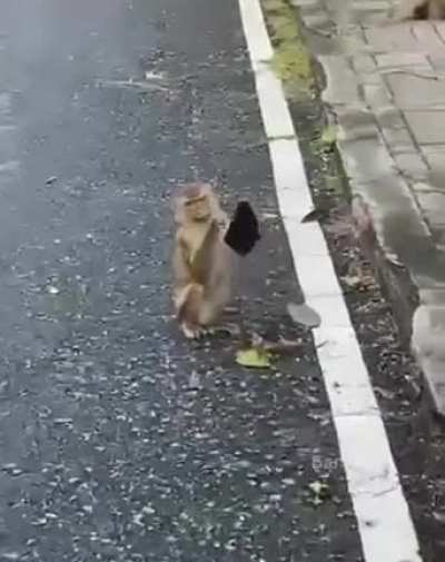 this monkey is a genius ??
