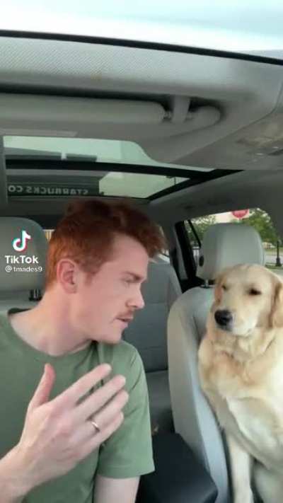 Dogs in cars
