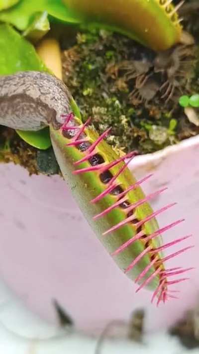? A Venus flytrap versus a slug ?