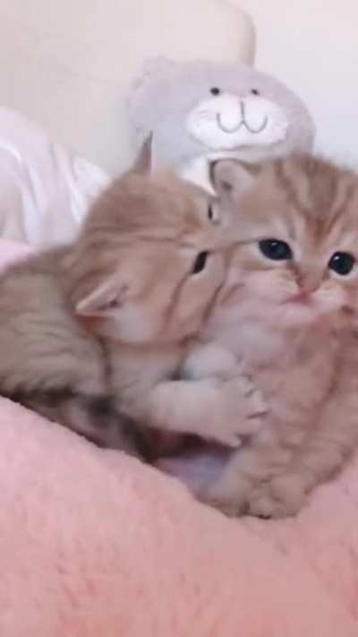 Cuteness Overloaded