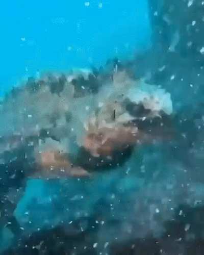 ? Marine Iguana.