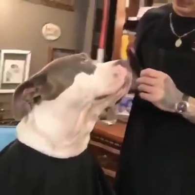 Reddit , I introduce y'all to the most gentle doggos in th whole word. Meet pitbulls ??