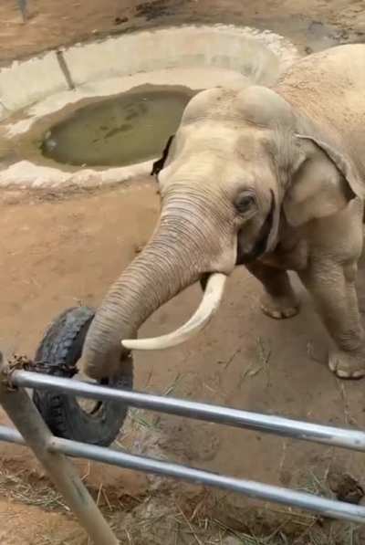 Elephant Returns Child's Shoe That Fell Into Zoo Enclosure!