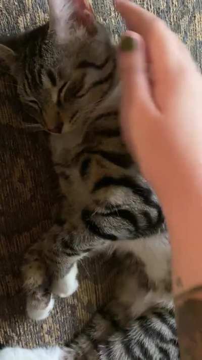 pov you are petting the babagworl
