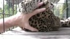 Big kitty purrrr