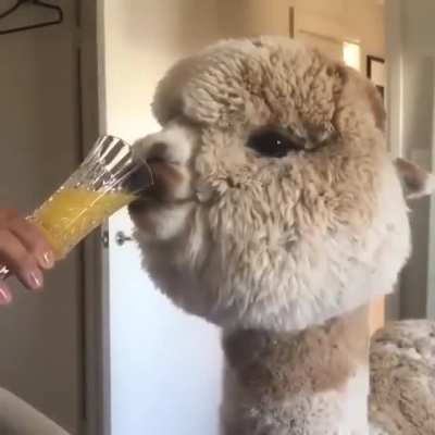 Let's drink some juice ?