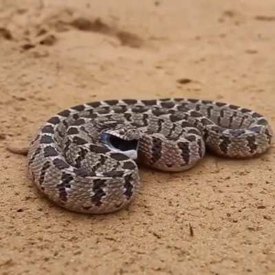 ? African Egg Eater snake defense mechanism