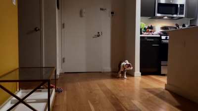 I left my 4 month old Bulldog alone for the first time. The sounds he made broke my heart!
