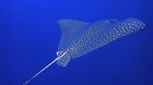 ? Spotted Eagle Ray