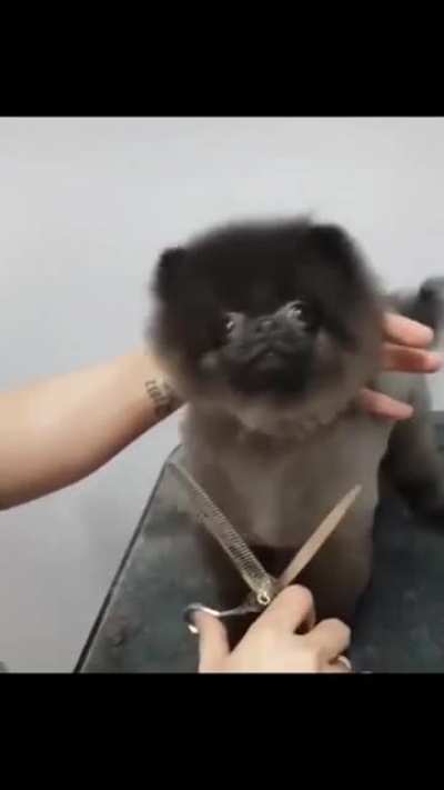 Happy haircut