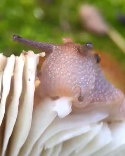 ? A Snail Eating a Mushroom