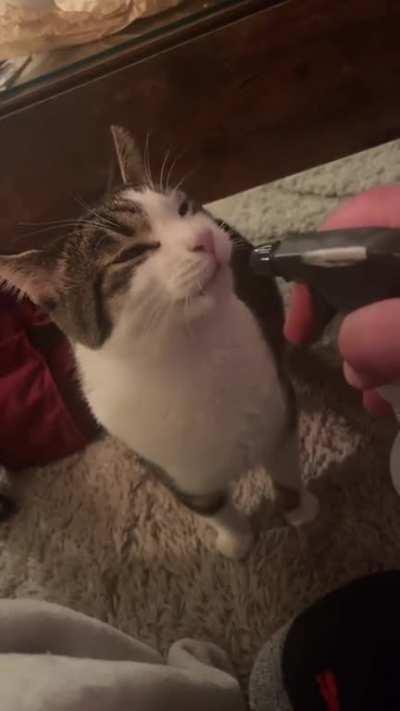 Have you watered your cat today?