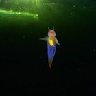 ? This is not CGI. This is a real-life creature known as a sea angel (Clione sp.) hovering under ice in the White Sea, Russia. Credit: Alexander Semenov