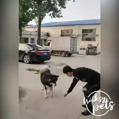 He love traveling ?