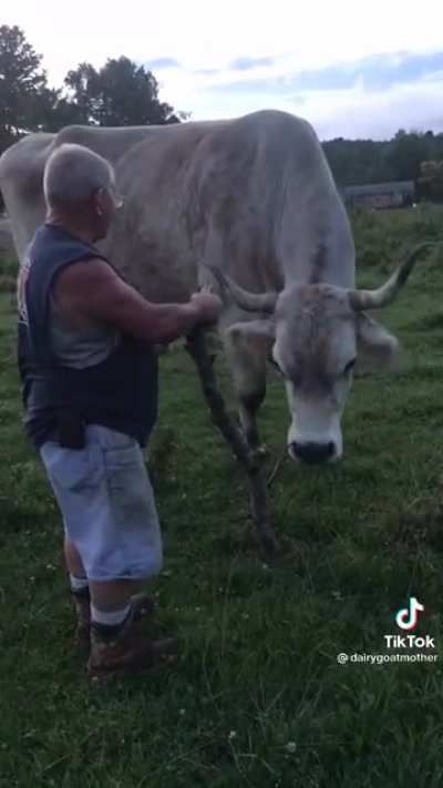 A one ton six foot tall ox - biggest I’ve ever seen
