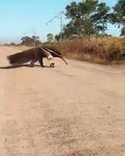 ? anteater crossing the road ?
