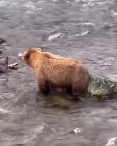 ?Bears often use rocks or trees as part of their grooming routine to remove loose fur, dislodge parasites, or relieve itches caused by insect bites