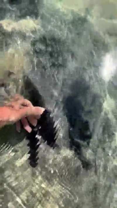 ? Utterly massive stingray looks prehistoric
