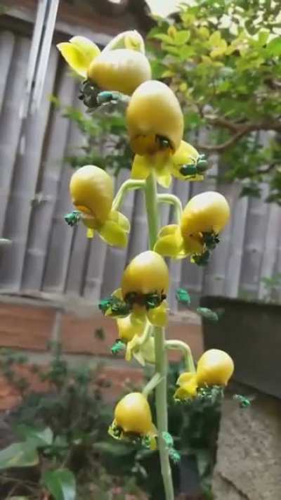 ? Emerald Orchid Bees ?