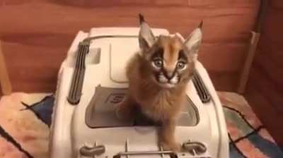 Caracal kitten making laser gun noises
