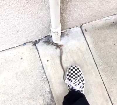 Why disturbing a lizard in the first place?