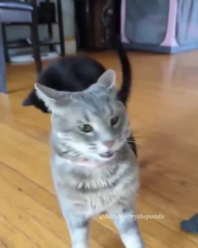 What a dramatic and sassy entrance ?