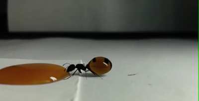 ? timelapse of a Honeypot ant drinking honey