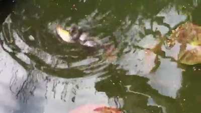 A frog piggyback riding a goldfish