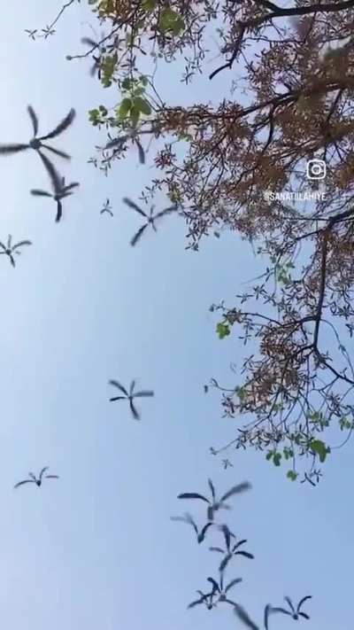 ? Helicopter seeds falling from a Shorea Siamensis tree ?
