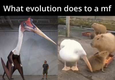 The Darwin Incident