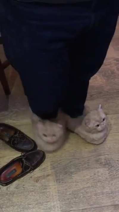 Someone doesn’t like my slippers ?