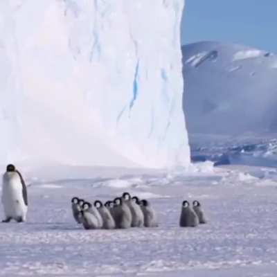 ? Penguins on a morning stroll ?