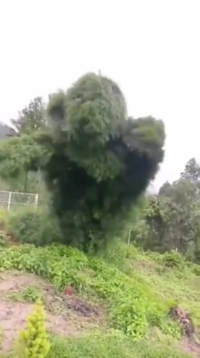 ?Tree Looks Like A Human Dancing In A Tree Costume