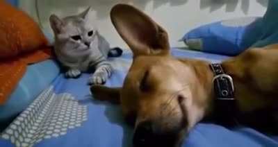 Dog is sleeping peacefully