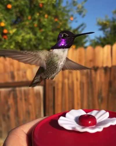 ? Hummingbird caught in slow motion.