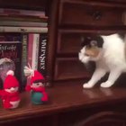 Cats Christmas.