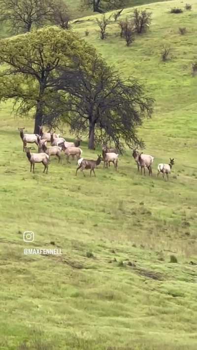 Wild elk adopt runaway donkey (more story in comments)