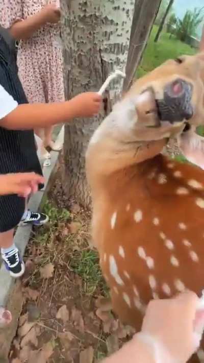 Soft little bamby deer grooming wild deer