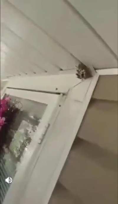 wasp nest removal