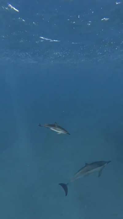 ? Baby dolphin gets the zoomies! ?