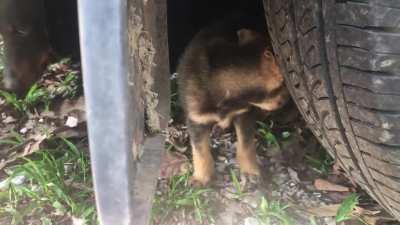 This puppy was just walking around my garden. ??