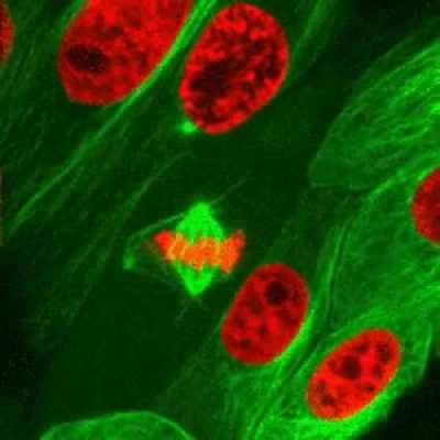 Mitosis - cellular division.