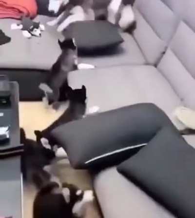 is the husky afraid of his kids or is he teaching the lesson of being stupid?