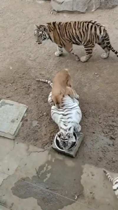 Aww… WTF?