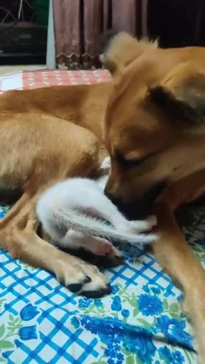 Meet Moon ? #rescue #adoptdontshop