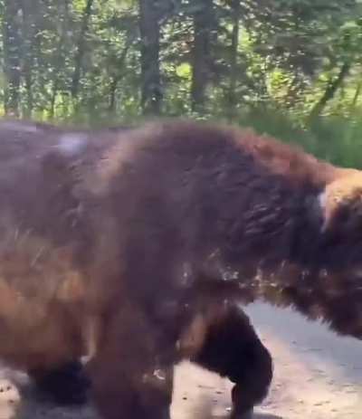 ? Encountering a Grizzly Bear out for a stroll on a hiking trail