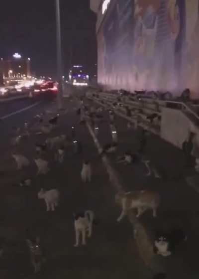 Cockroaches in my kitchen when I turned on the light :