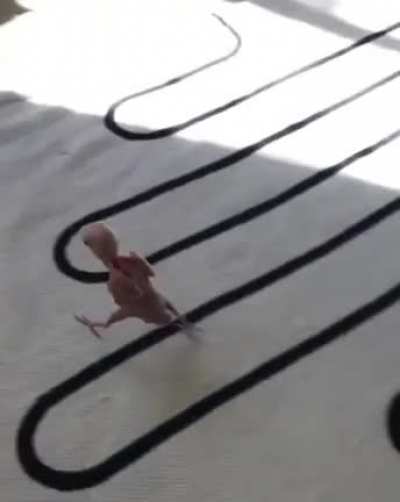 This bird