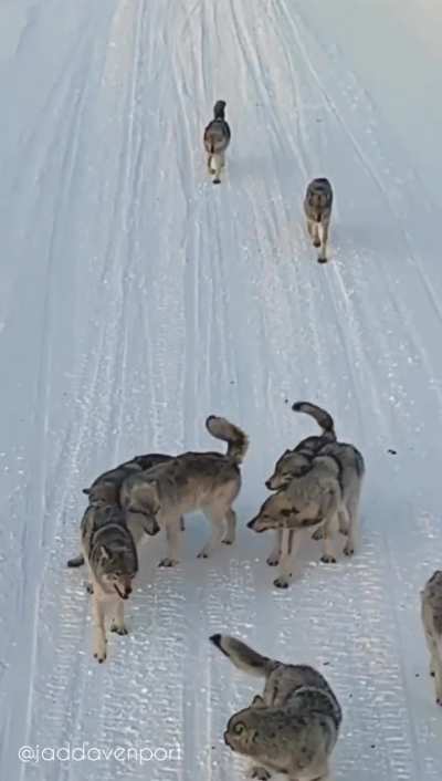 ? Precious reactions when mother wolf returns to pack - Manitoba, Canada